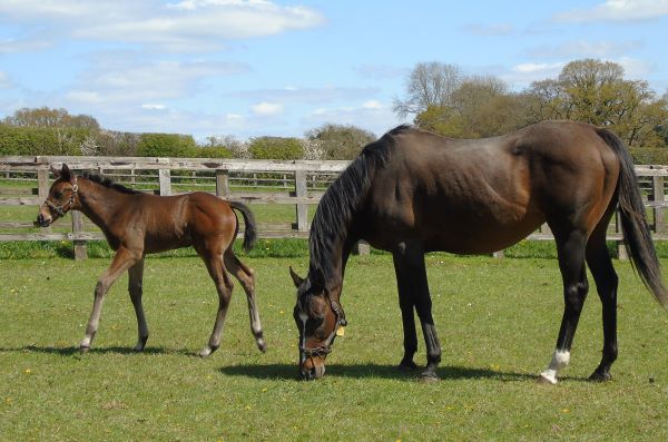 2023 colt by Sea The Moon